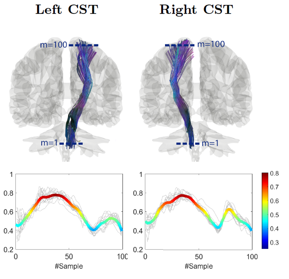 Figure from Combining white matter diffusion and geometry for tract-specific alignment and variability analysis‏