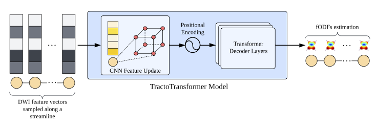Figure from TractoTransformer: Diffusion MRI Streamline Tractography using CNN and Transformer Networks